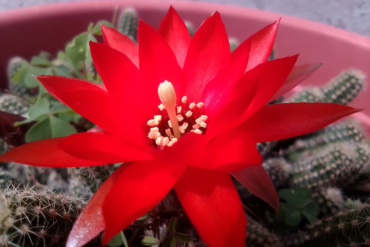 Peanut Cactus (Echinopsis chamaecereus) photographed in a real growing setting