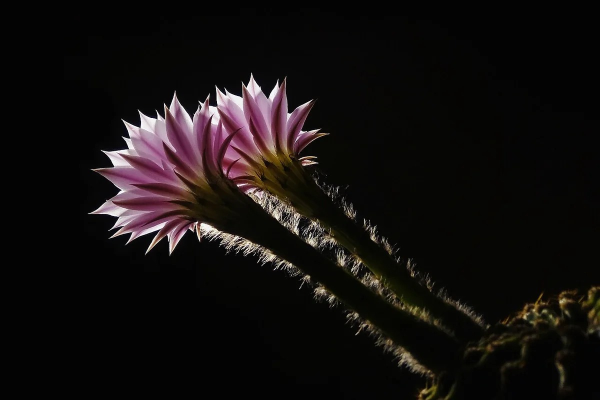 Easter Lily Cactus (Echinopsis oxygona) photographed in a real growing setting