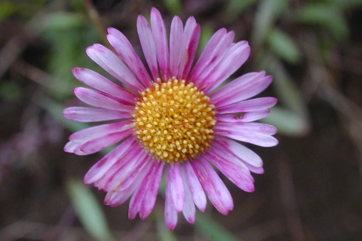 Mexican Fleabane (Erigeron karvinskianus) photographed in a real growing setting