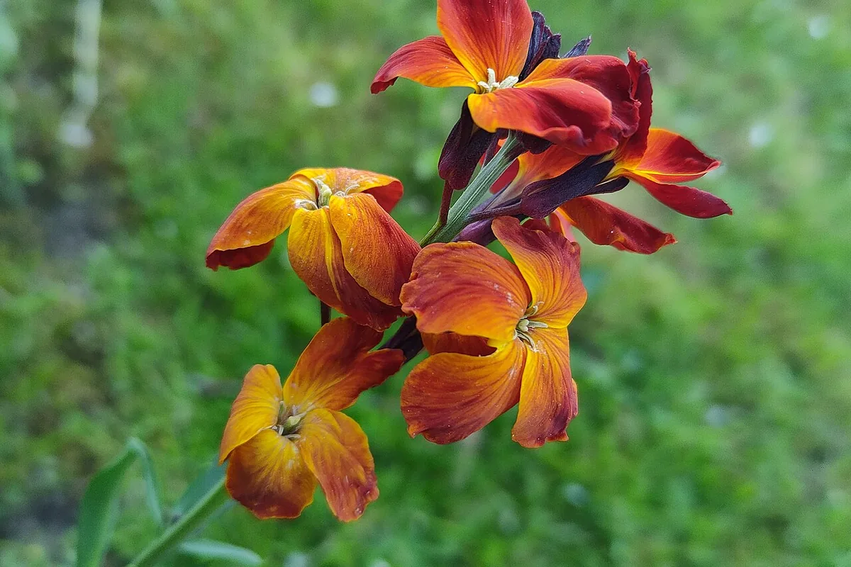 Wallflower (Erysimum cheiri) photographed in a real growing setting