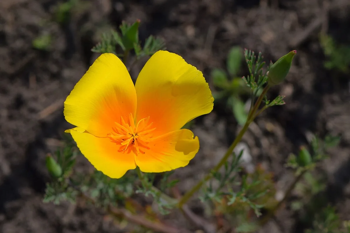 California Poppy (Eschscholzia californica) photographed in a real growing setting