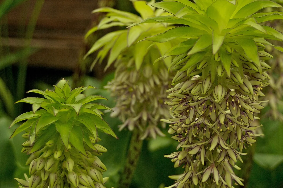 Two Colored Pineapple Lily (Eucomis bicolor) photographed in a real growing setting