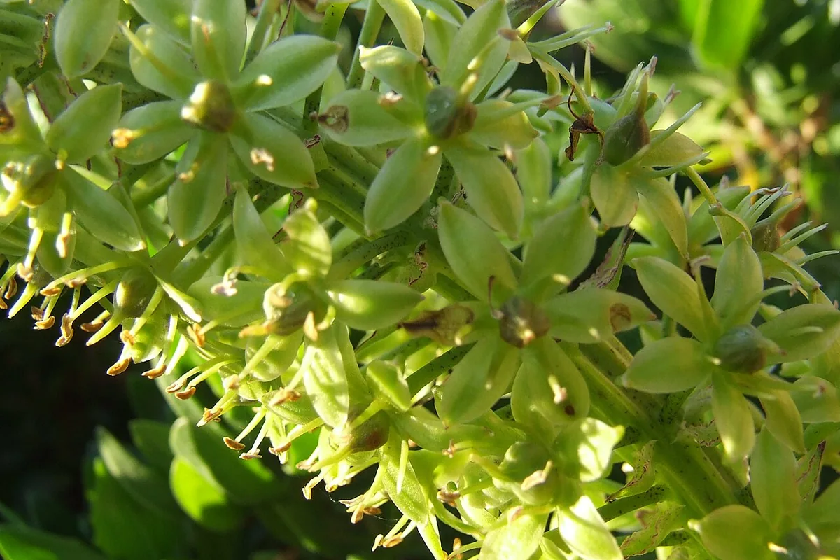Pineapple Lily (Eucomis comosa) photographed in a real growing setting