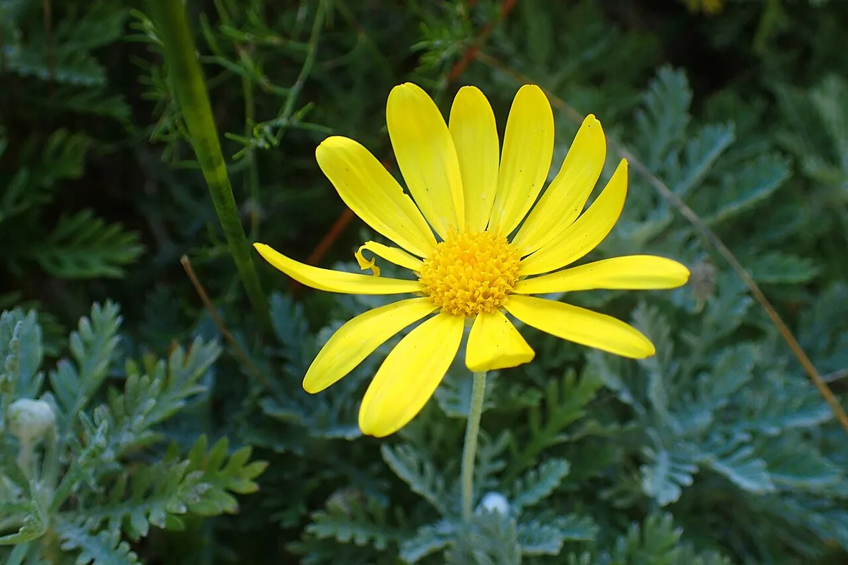 Golden Euryops (Euryops pectinatus) photographed in a real growing setting