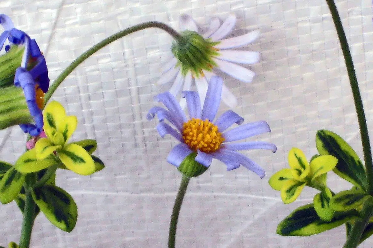 Blue Marguerite (Felicia amelloides) photographed in a real growing setting