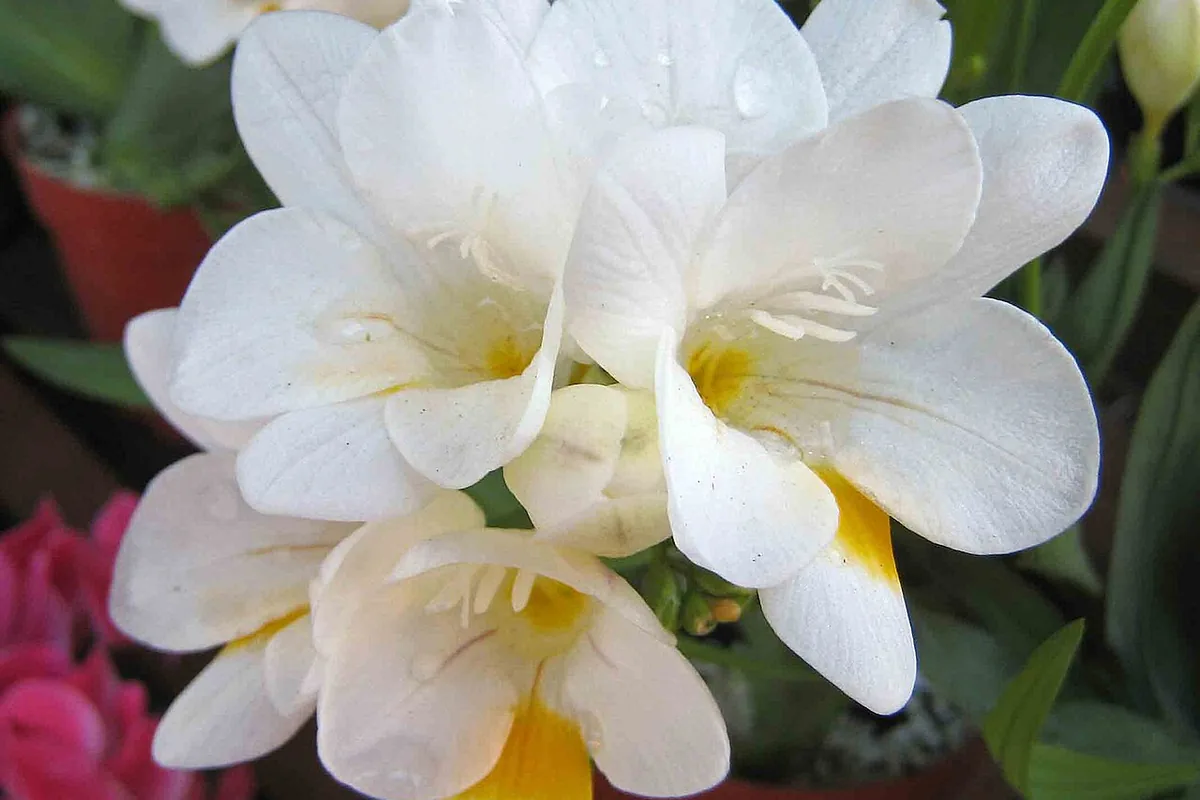 White Freesia (Freesia alba) photographed in a real growing setting