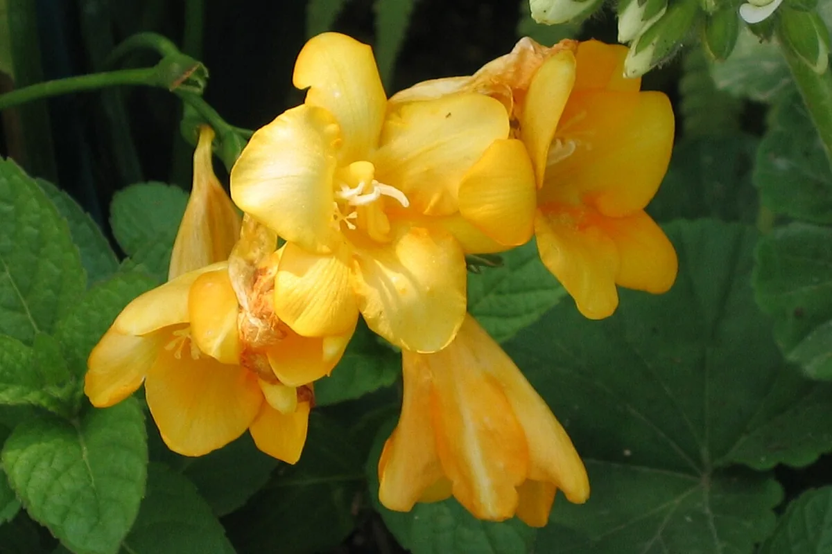 Common Freesia (Freesia refracta) photographed in a real growing setting