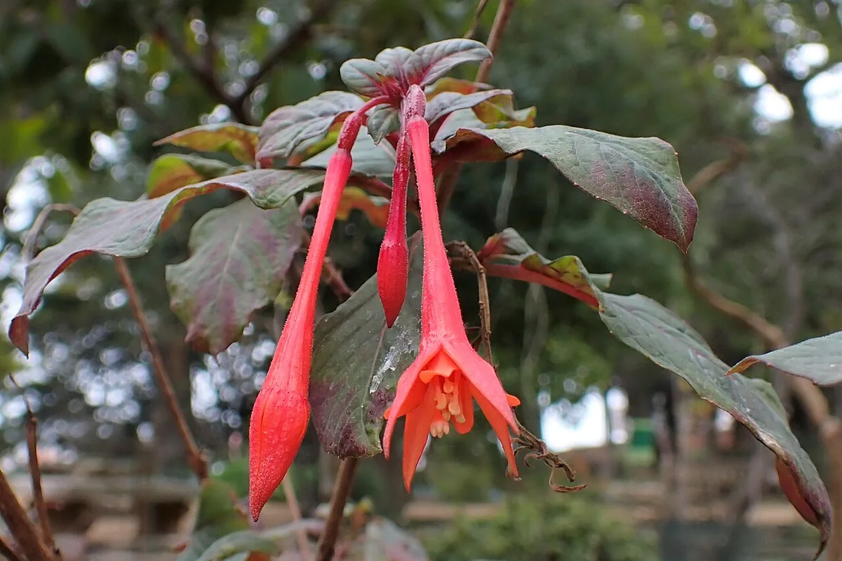 Firecracker Fuchsia (Fuchsia triphylla) photographed in a real growing setting