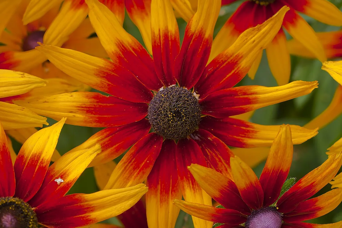 Perennial Blanket Flower (Gaillardia aristata) photographed in a real growing setting