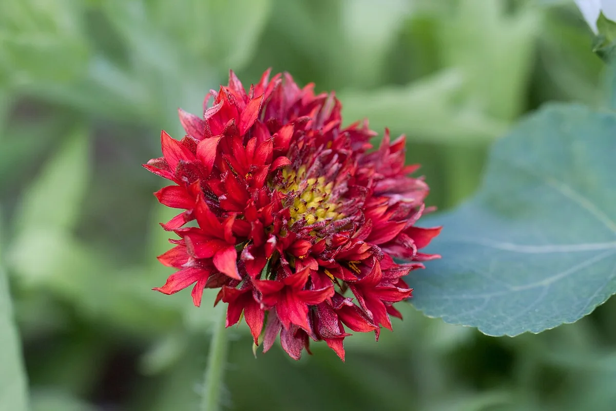 Annual Blanket Flower (Gaillardia pulchella) photographed in a real growing setting
