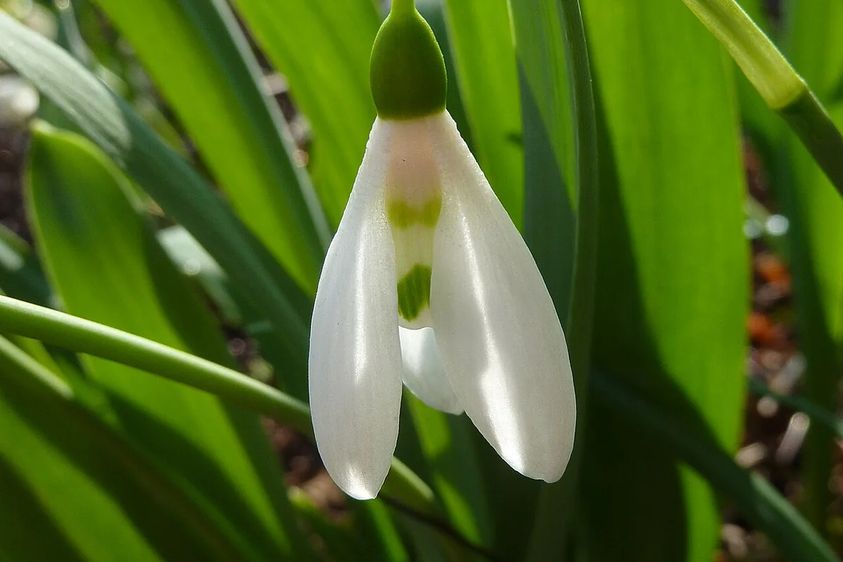 Giant Snowdrop (Galanthus elwesii) photographed in a real growing setting