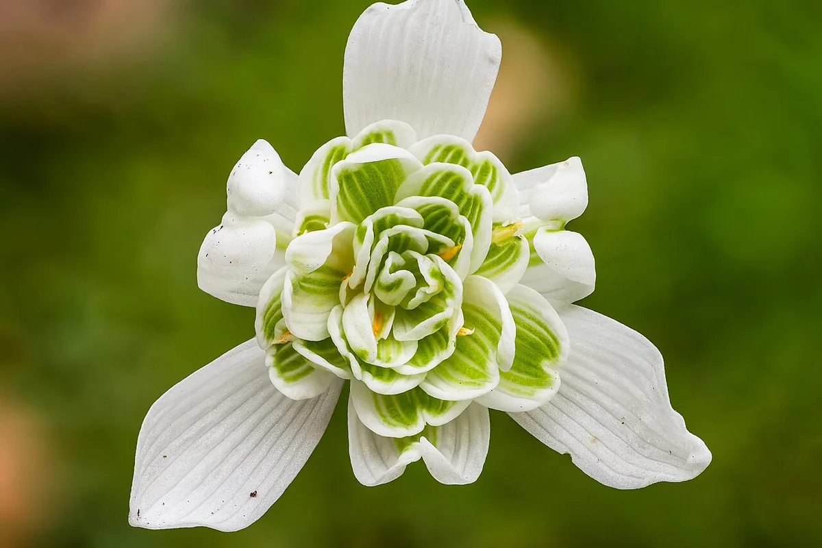 Common Snowdrop (Galanthus nivalis) photographed in a real growing setting