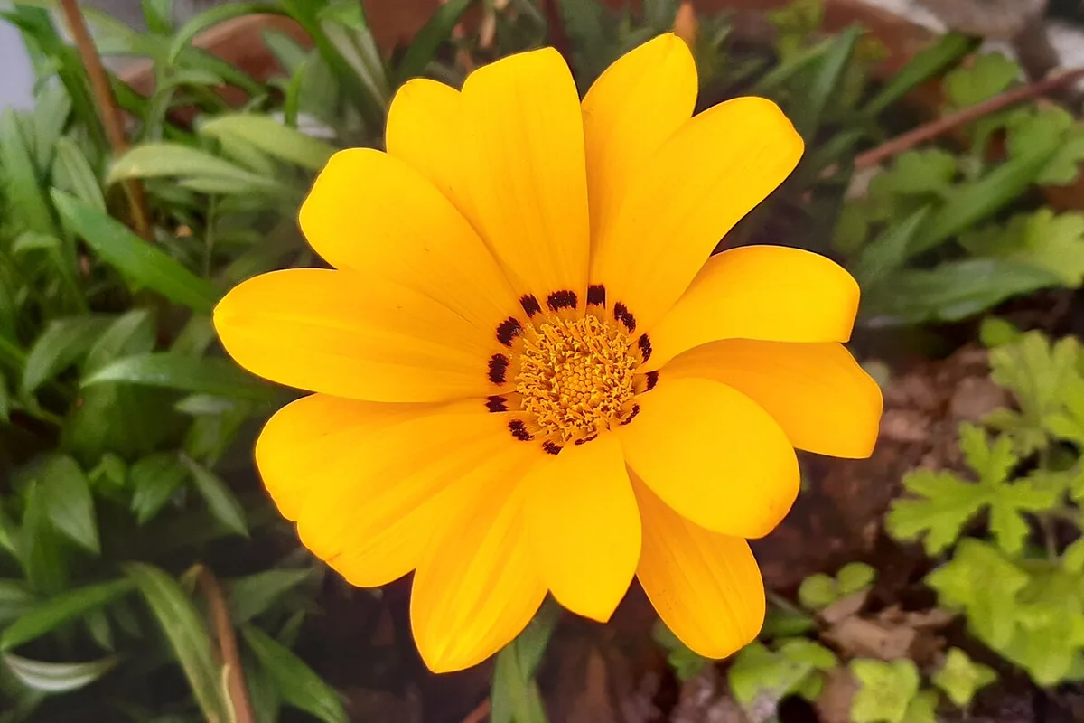 Treasure Flower (Gazania rigens) photographed in a real growing setting