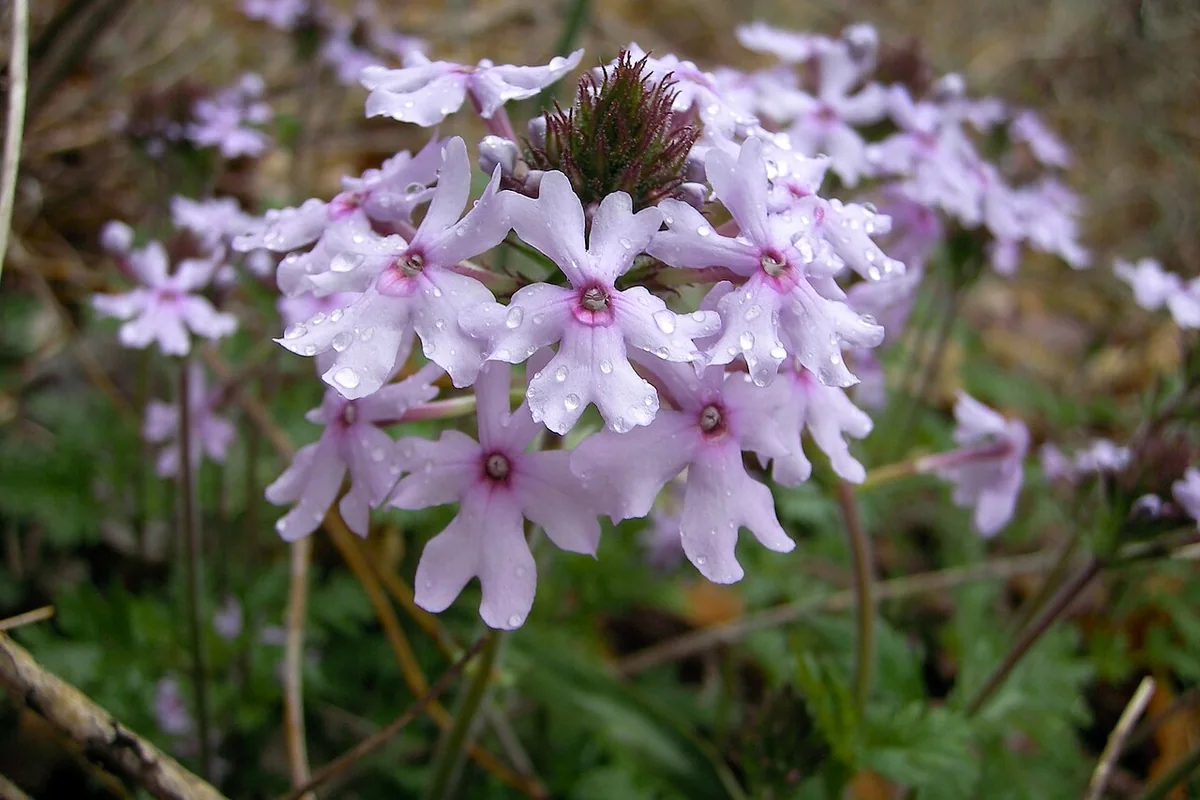 Rose Vervain (Glandularia canadensis) photographed in a real growing setting