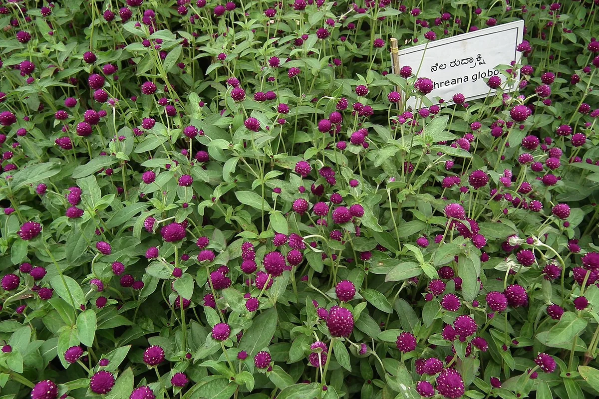 Globe Amaranth (Gomphrena globosa) photographed in a real growing setting