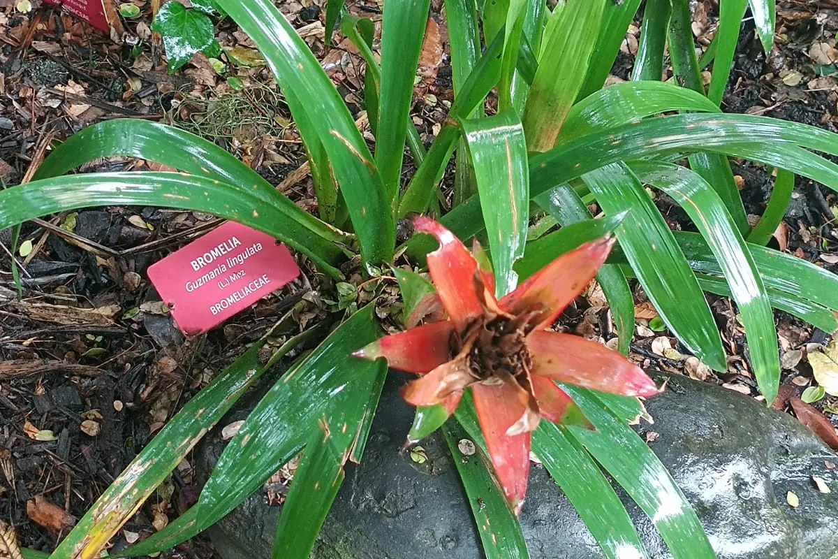 Scarlet Star Bromeliad (Guzmania lingulata) photographed in a real growing setting
