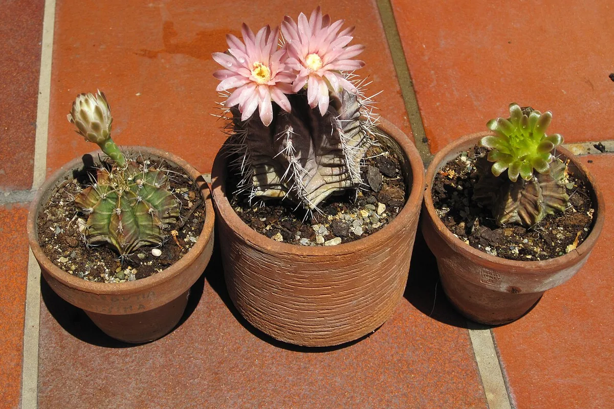 Chin Cactus (Gymnocalycium mihanovichii) photographed in a real growing setting