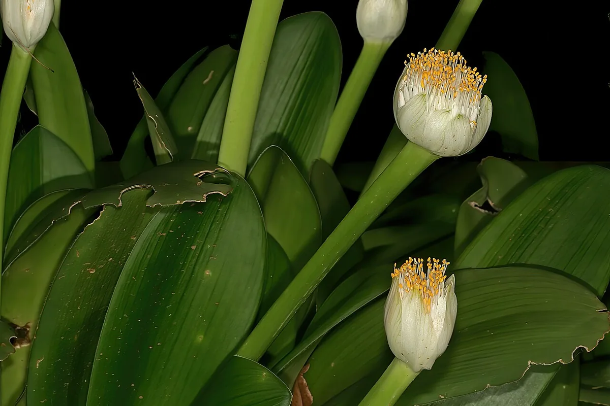 White Paintbrush (Haemanthus albiflos) photographed in a real growing setting