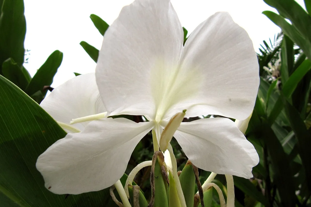 White Ginger Lily (Hedychium coronarium) photographed in a real growing setting
