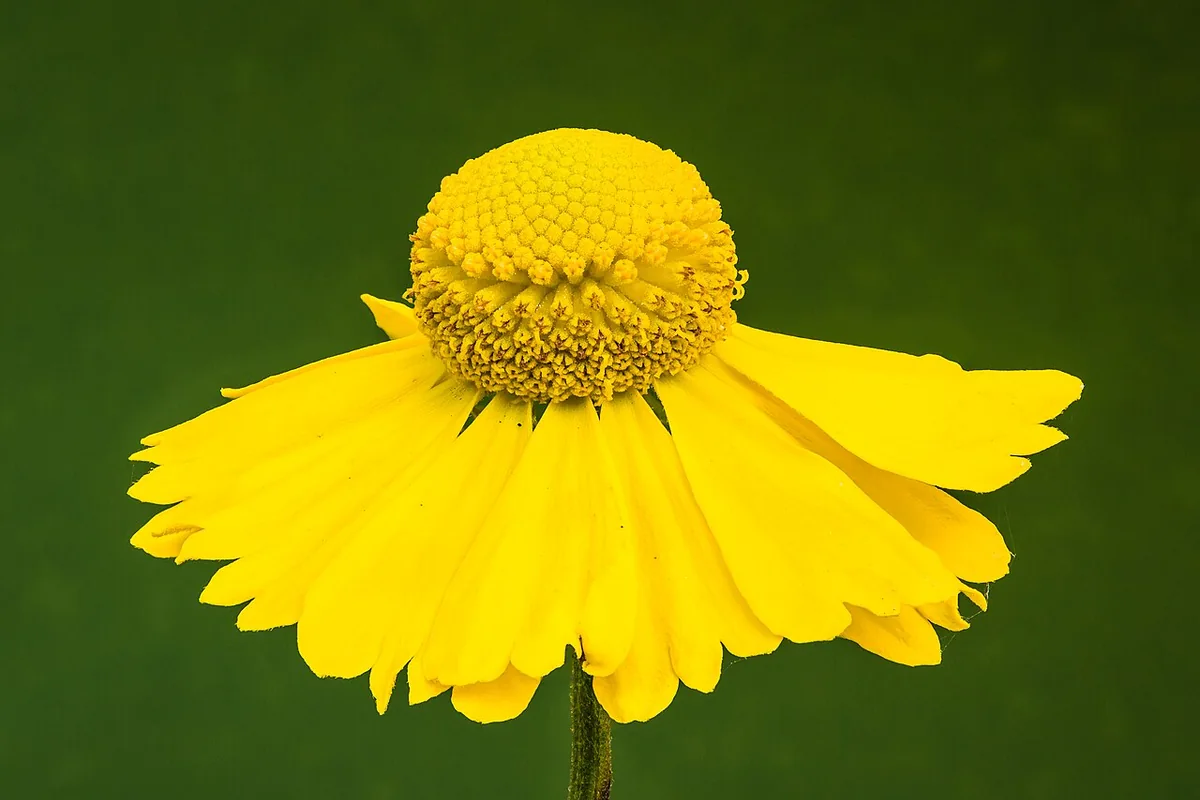 Sneezeweed (Helenium autumnale) photographed in a real growing setting