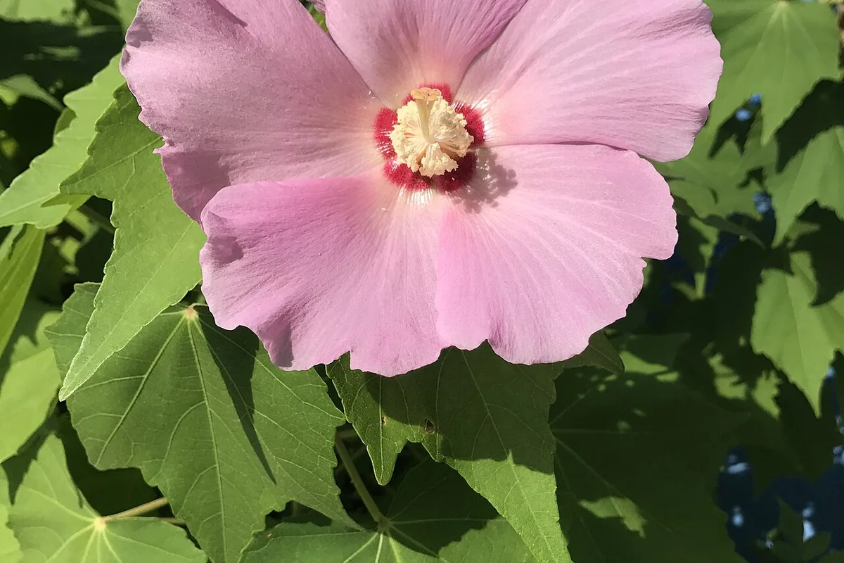Confederate Rose (Hibiscus mutabilis) photographed in a real growing setting