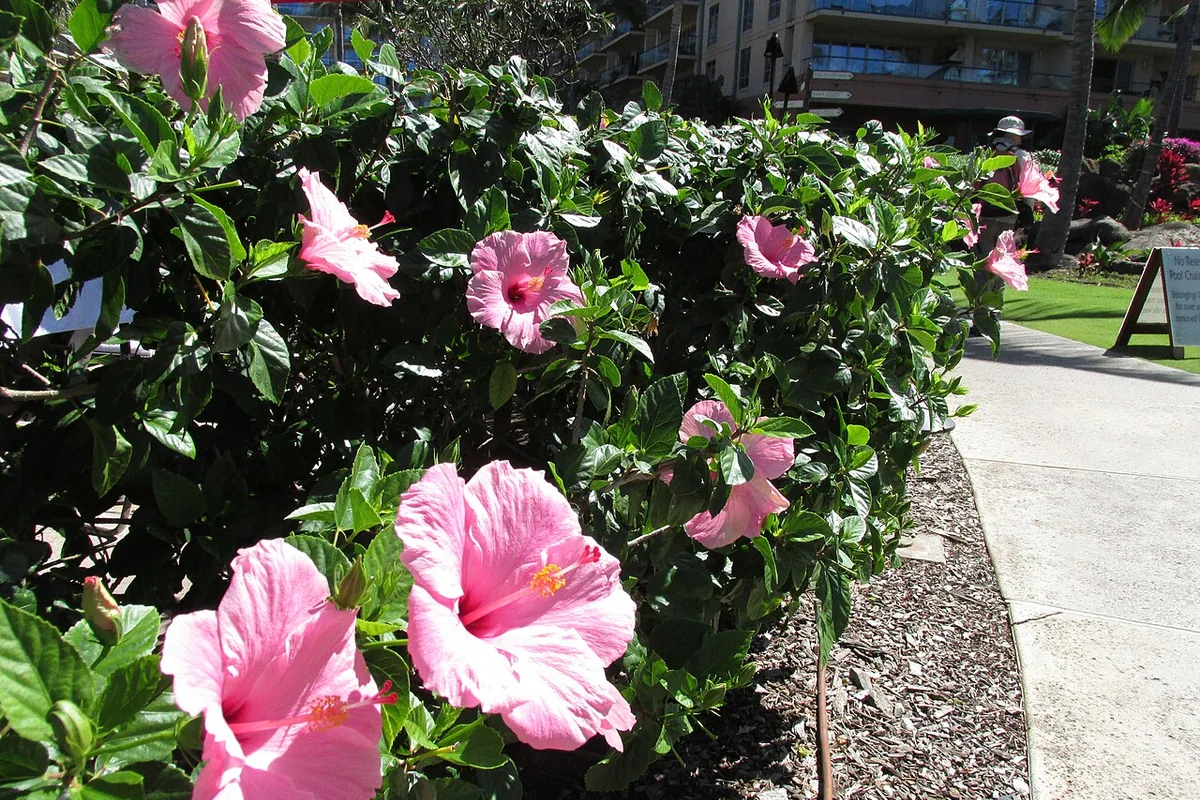 Chinese Hibiscus (Hibiscus rosa-sinensis) photographed in a real growing setting