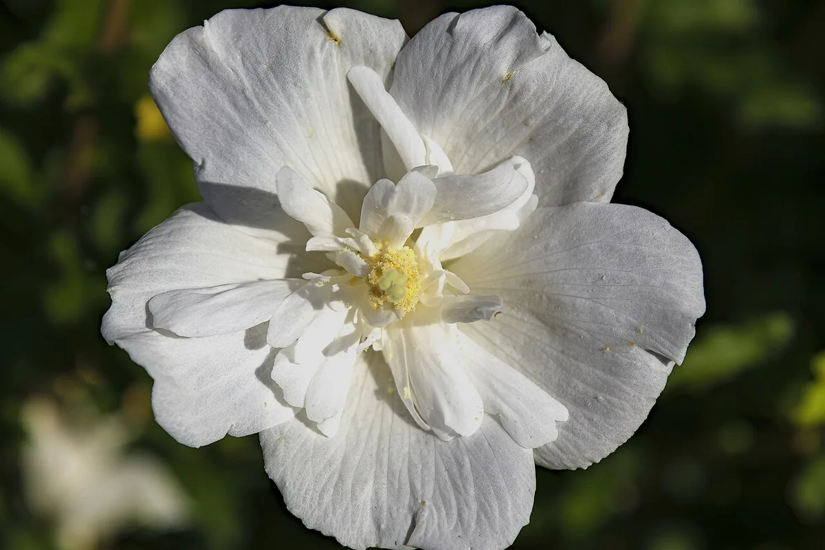 Rose of Sharon (Hibiscus syriacus) photographed in a real growing setting