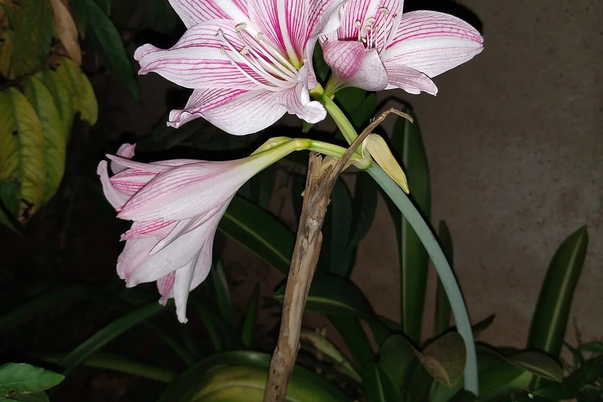 Netted Amaryllis (Hippeastrum reticulatum) photographed in a real growing setting