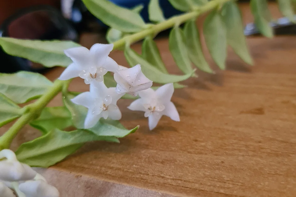 Miniature Wax Plant (Hoya bella) photographed in a real growing setting