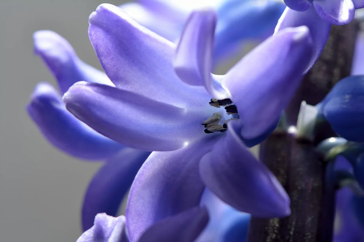 Garden Hyacinth (Hyacinthus orientalis) photographed in a real growing setting