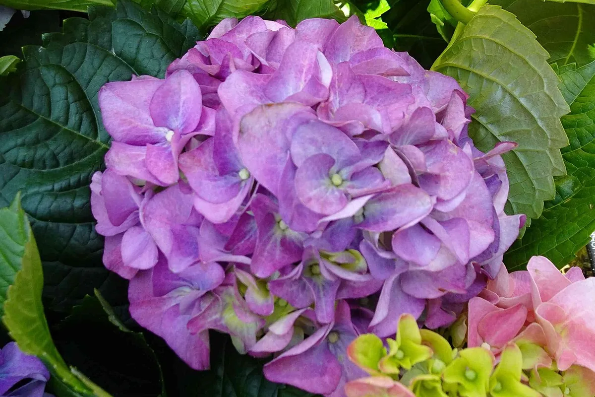 Mountain Hydrangea (Hydrangea serrata) photographed in a real growing setting