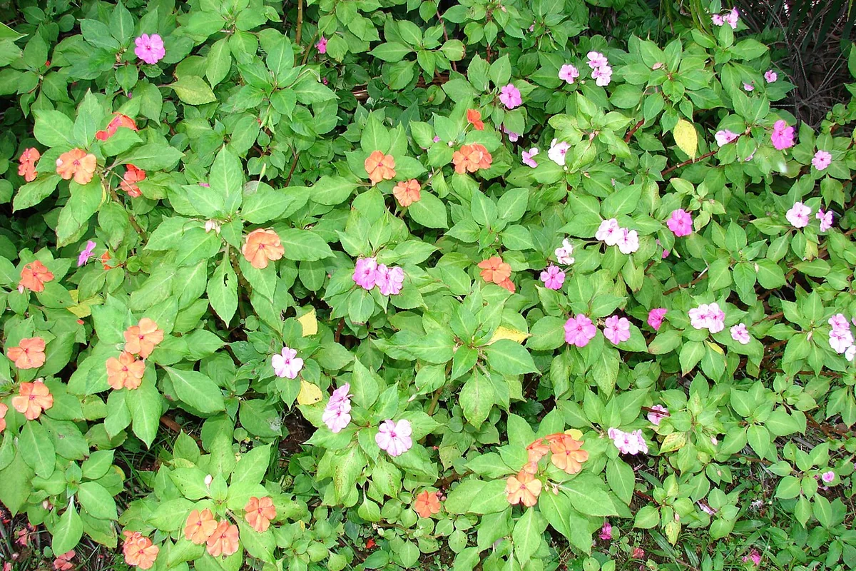 Busy Lizzie (Impatiens walleriana) photographed in a real growing setting