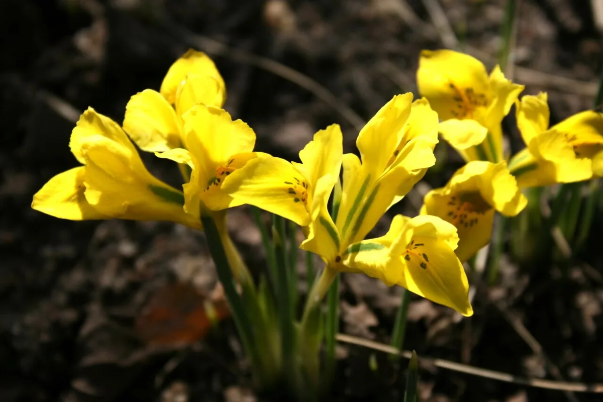 Danford Iris (Iris danfordiae) photographed in a real growing setting
