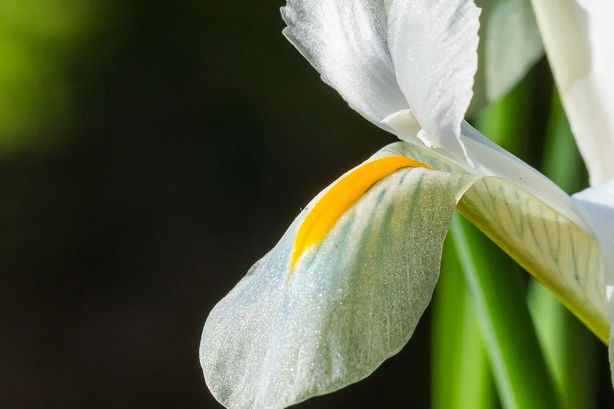 Reticulated Iris (Iris reticulata) photographed in a real growing setting