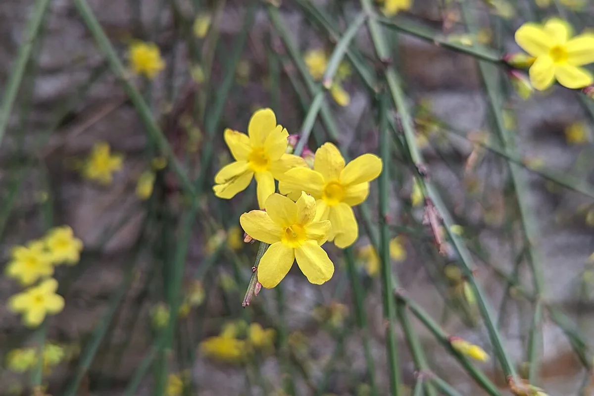 Winter Jasmine (Jasminum nudiflorum) photographed in a real growing setting