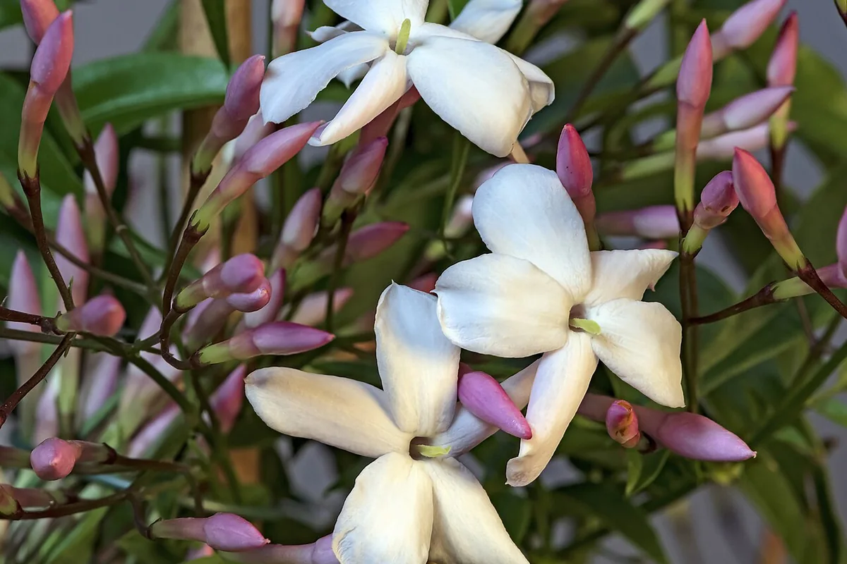 Pink Jasmine (Jasminum polyanthum) photographed in a real growing setting