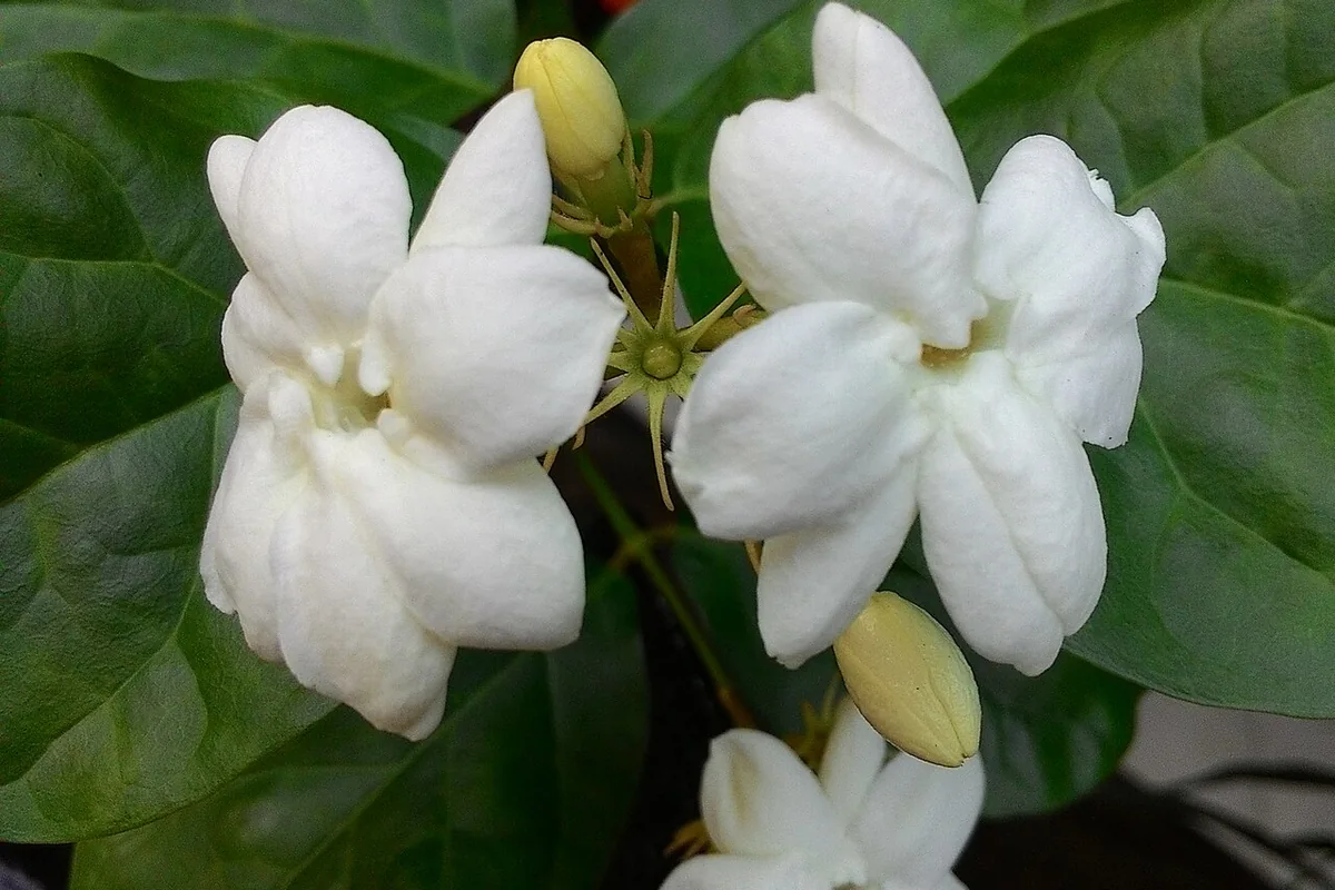 Arabian Jasmine (Jasminum sambac) photographed in a real growing setting