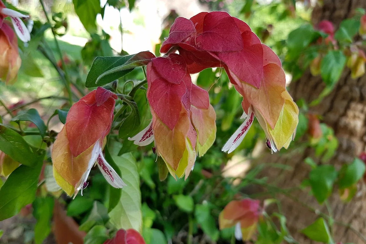 Shrimp Plant (Justicia brandegeeana) photographed in a real growing setting