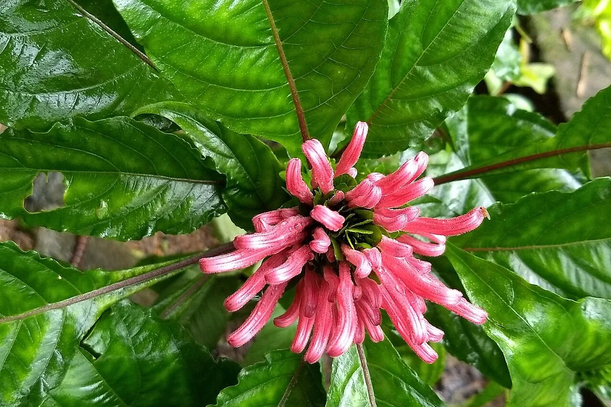 Brazilian Plume Flower (Justicia carnea) photographed in a real growing setting