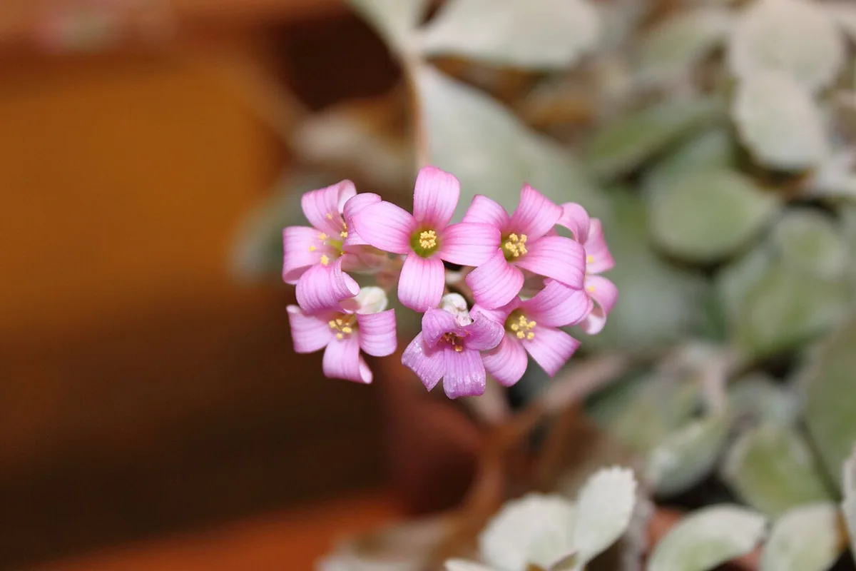 Flower Dust Plant (Kalanchoe pumila) photographed in a real growing setting