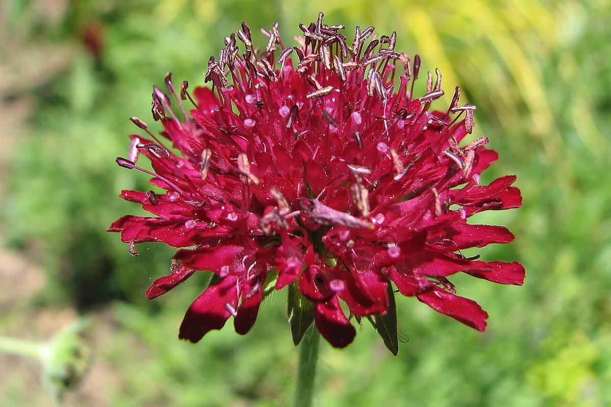 Macedonian Scabious (Knautia macedonica) photographed in a real growing setting
