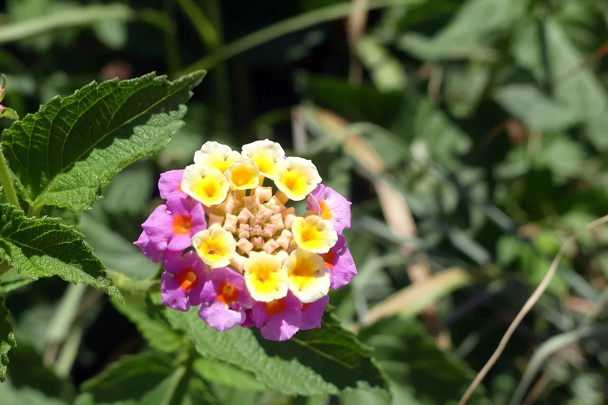 Common Lantana (Lantana camara) photographed in a real growing setting