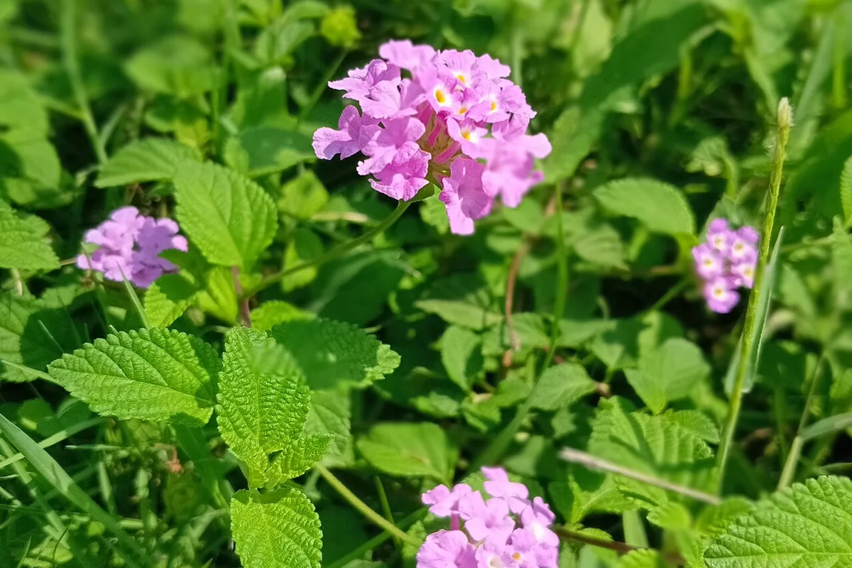 Trailing Lantana (Lantana montevidensis) photographed in a real growing setting