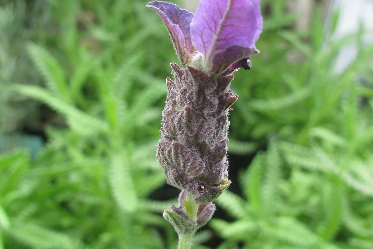 Spanish Lavender (Lavandula stoechas) photographed in a real growing setting