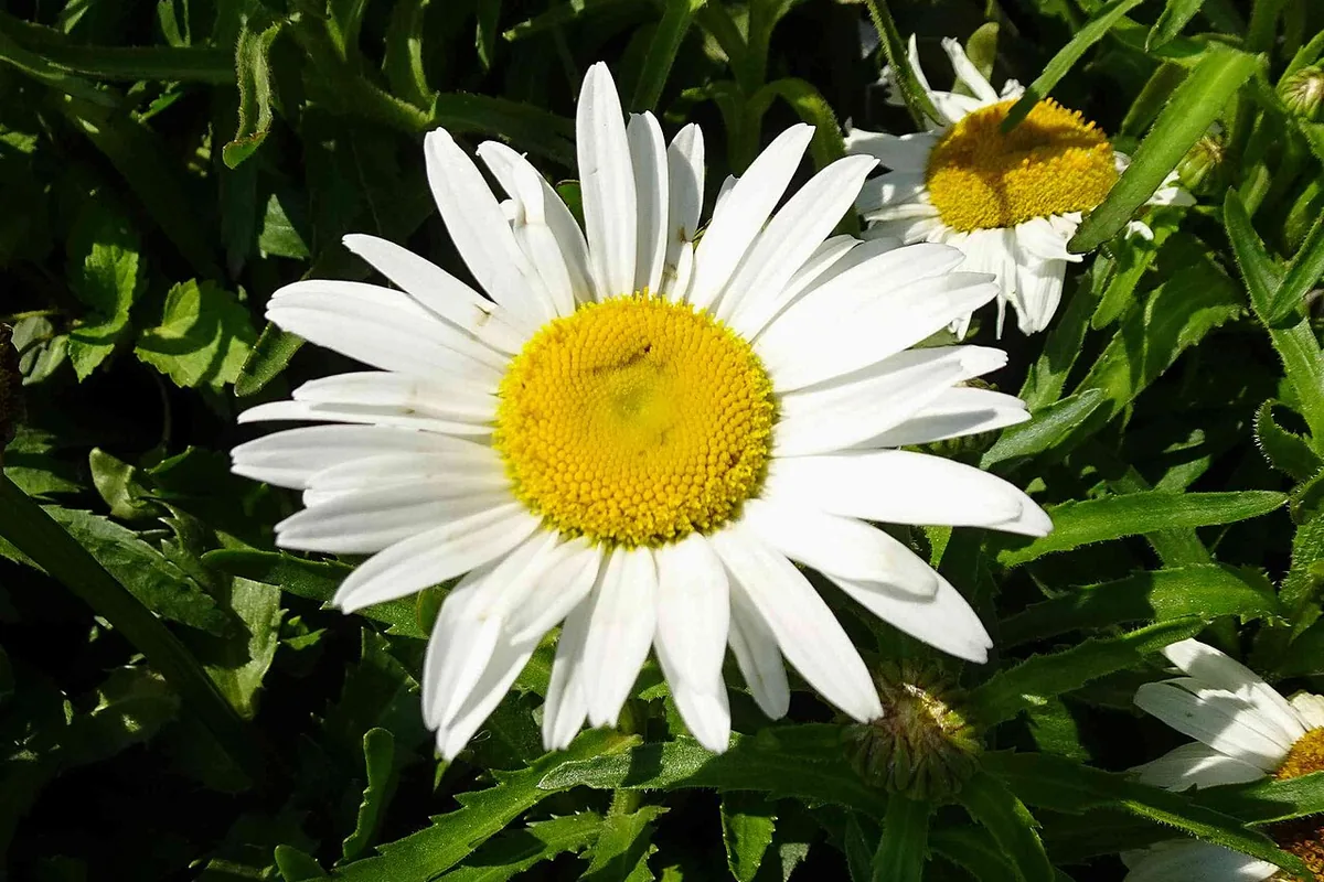 Shasta Daisy (Leucanthemum maximum) photographed in a real growing setting