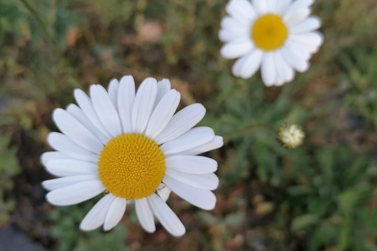 Oxeye Daisy (Leucanthemum vulgare) photographed in a real growing setting