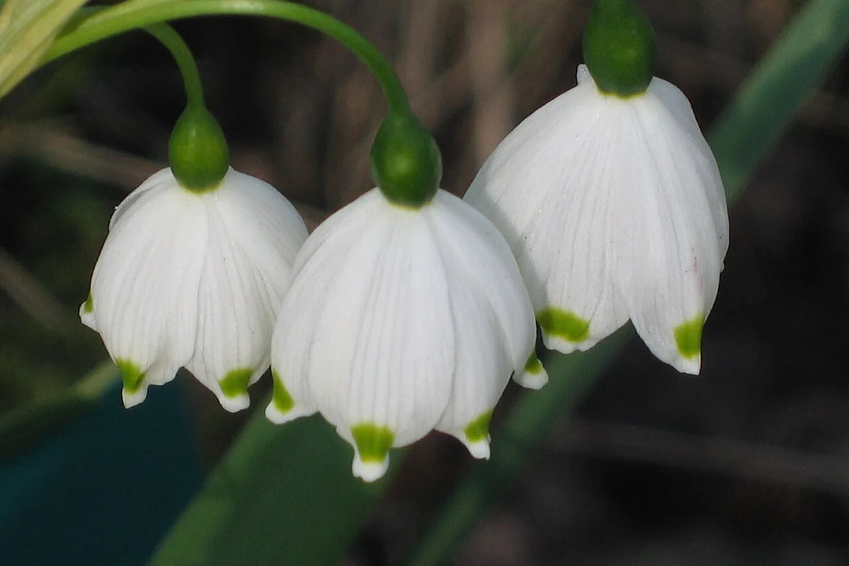Summer Snowflake (Leucojum aestivum) photographed in a real growing setting