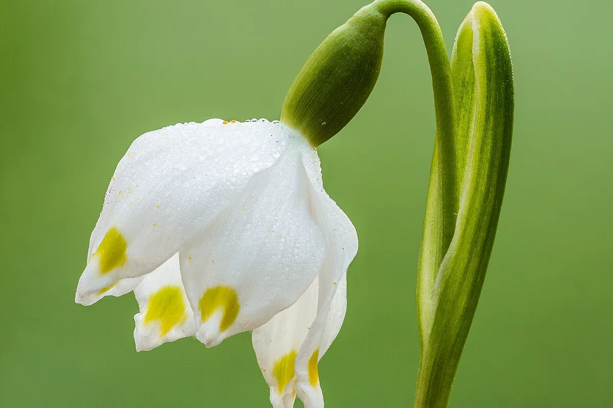 Spring Snowflake (Leucojum vernum) photographed in a real growing setting
