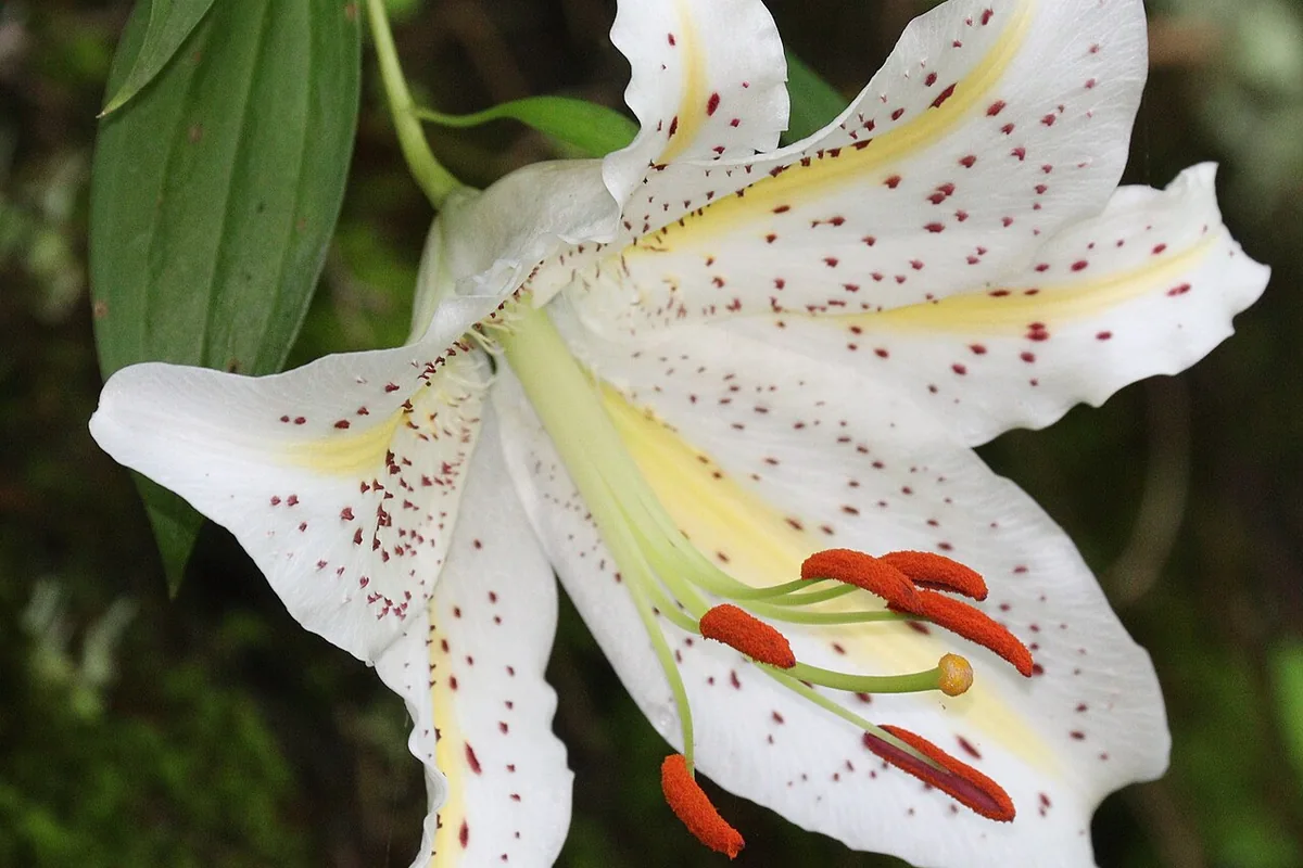 Golden Rayed Lily (Lilium auratum) photographed in a real growing setting