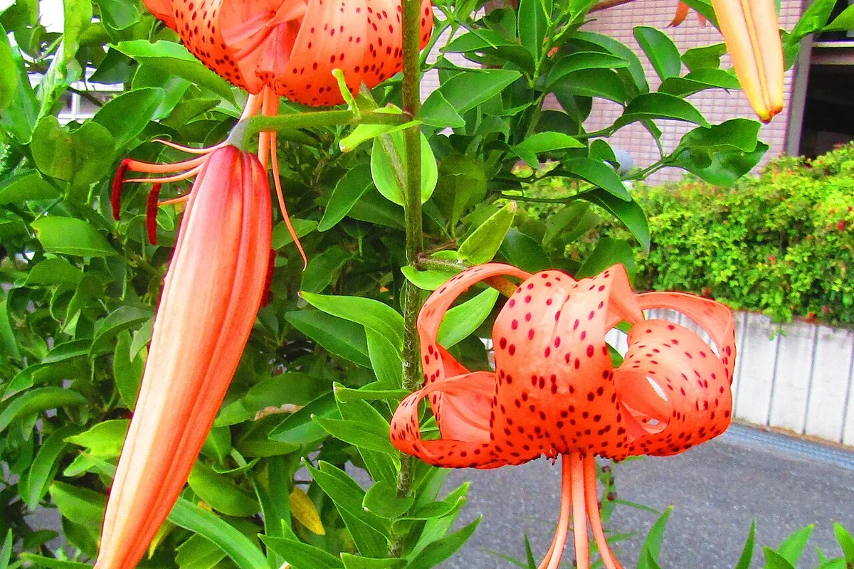 Tiger Lily (Lilium lancifolium) photographed in a real growing setting